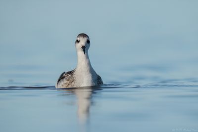 grauwe franjepoot - Red-necked Phalarope