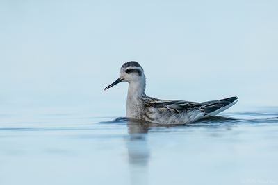 grauwe franjepoot - Red-necked Phalarope