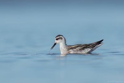 grauwe franjepoot - Red-necked Phalarope