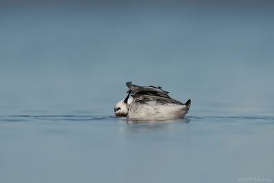 grauwe franjepoot - Red-necked Phalarope