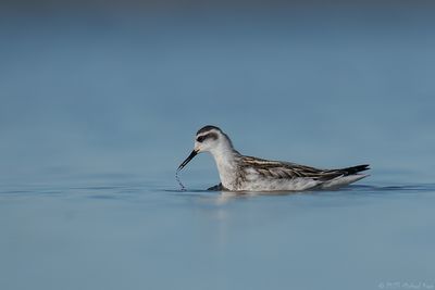 grauwe franjepoot - Red-necked Phalarope