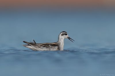 grauwe franjepoot - Red-necked Phalarope