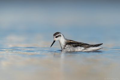 grauw franjepoot - red-necked phalarope