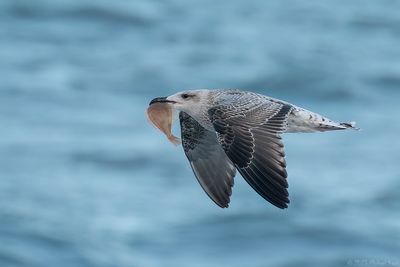 Herring Gull - Zilvermeeuw - Larus argentatus