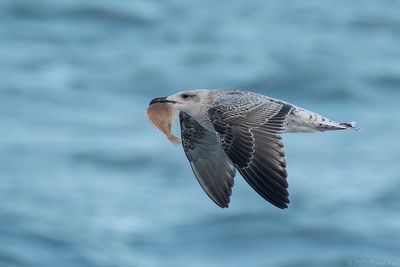 Herring Gull - Zilvermeeuw - Larus argentatus