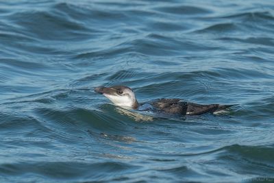 alk - razorbill 