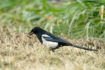 ekster - magpie