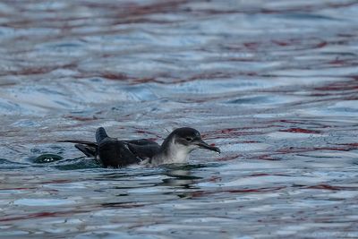 noordse pijlstormvogel - manx shearwater