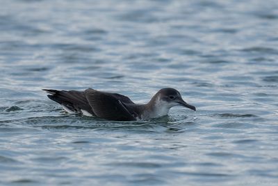 noordse pijlstormvogel - manx shearwater