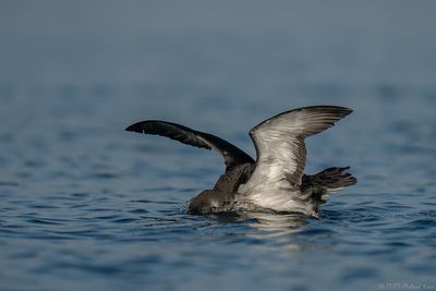 noordse pijlstormvogel - manx shearwater