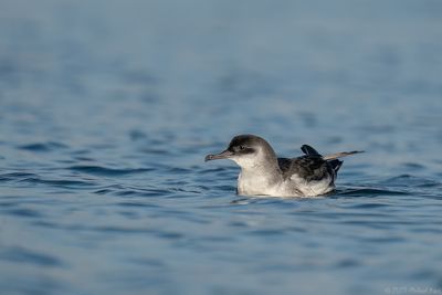 noordse pijlstormvogel - manx shearwater