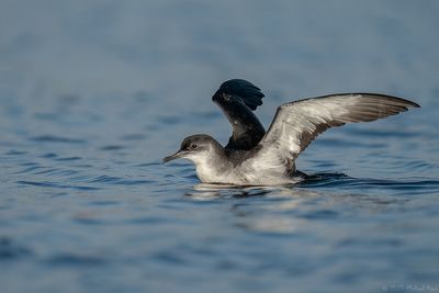 noordse pijlstormvogel - manx shearwater