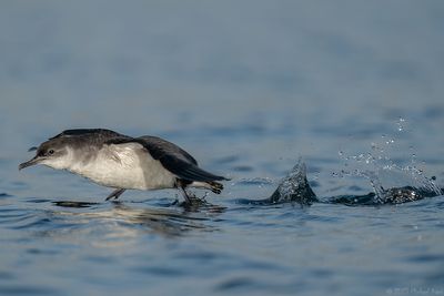noordse pijlstormvogel - manx shearwater