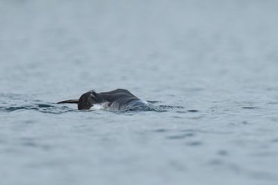 noordse pijlstormvogel - manx shearwater