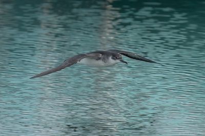 noordse pijlstormvogel - manx shearwater