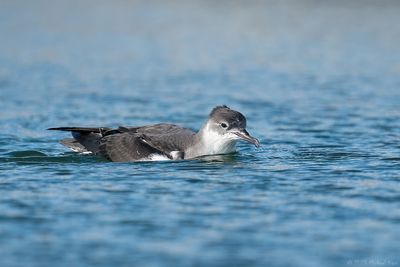 noordse pijlstormvogel - manx shearwater