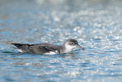 noordse pijlstormvogel - manx shearwater