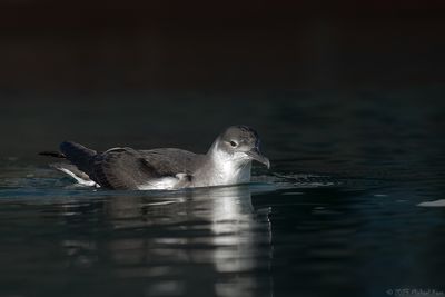 noordse_pijlstormvogel