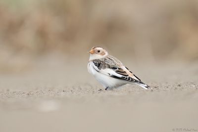 sneeuwgors - snowbunting