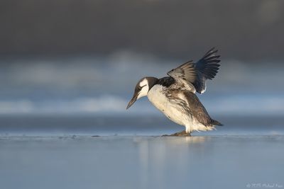 zeekoet - guillemot