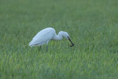 Little Egret - Kleine Zilverreiger - Egretta garzetta