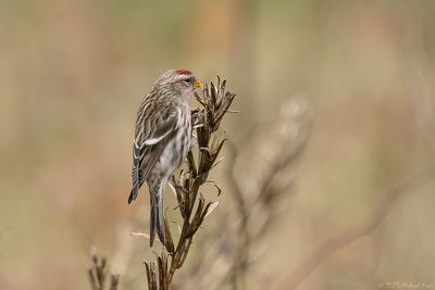 grote barmsijs - redpoll