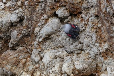 rotskruiper - wallcreeper