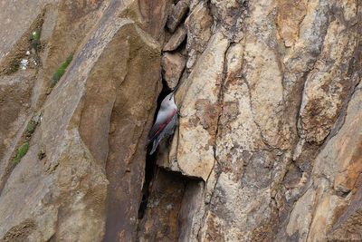 rotskruiper - wallcreeper