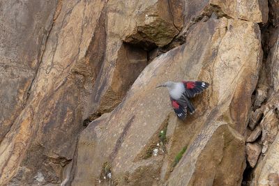 rotskruiper - wallcreeper