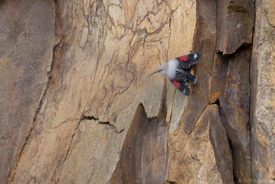 rotskruiper - wallcreeper
