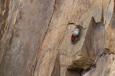rotskruiper - wallcreeper