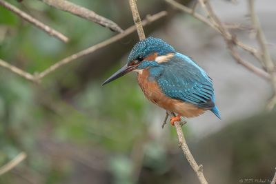 ijsvogel - kingfisher