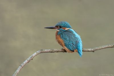 ijsvogel - kingfisher