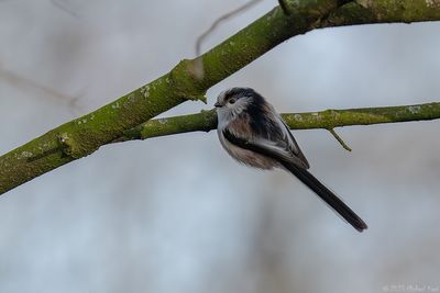 staartmees - long-tailed tit