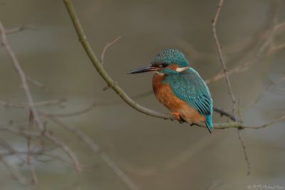 ijsvogel - kingfisher