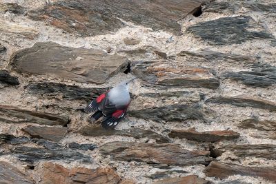 rotskruiper - wallcreeper