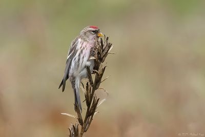 grote barmsijs - common redpoll