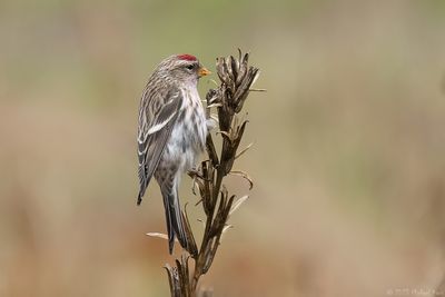 grote barmsijs - common redpoll