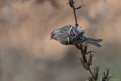 grote barmsijs - common redpoll