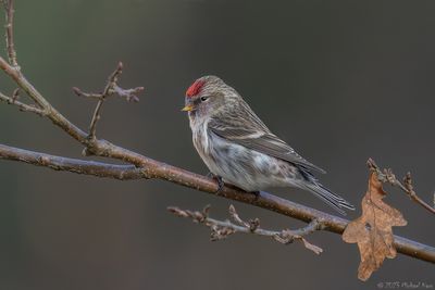 grote barmsijs - common redpoll