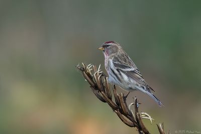 grote barmsijs - common redpoll