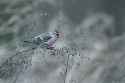 grote barmsijs - common redpoll