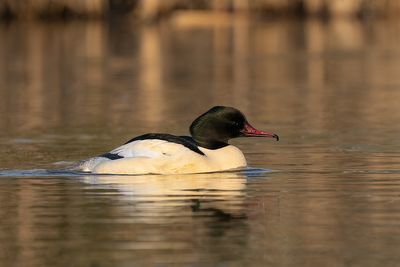 grote zaagbek - common merganser