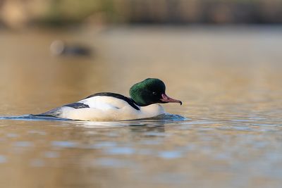 grote zaagbek - common merganser