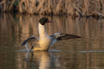 grote zaagbek - common merganser