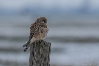 torenvalk - common kestrel
