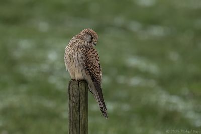 torenvalk - common kestrel