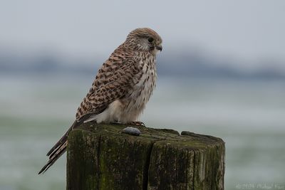torenvalk - common kestrel