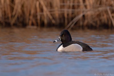 ringsnaveleend - ring-necked duck