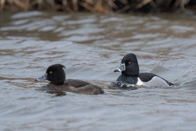 ringsnaveleend - ring-necked duck